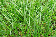 天然草足球场施工