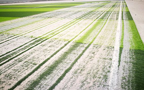 人造草足球场充沙